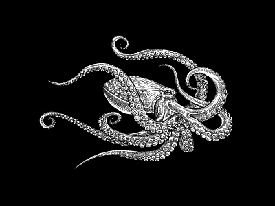 Octopus animal creature illustration ink illustration octopus sealife
