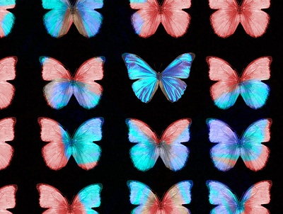 Metamorfosi blue butterfly evolution metamorphosis poster red