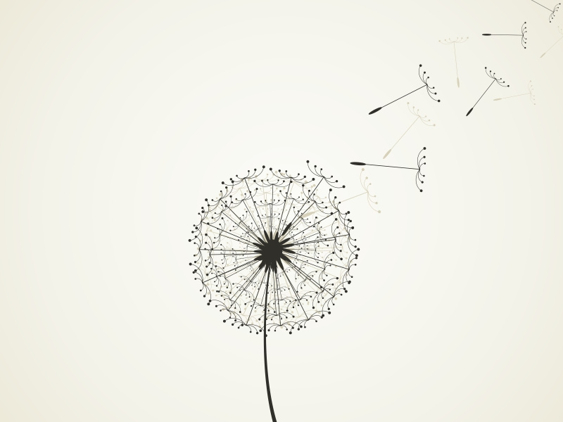 Dandelion by Aleksandr on Dribbble