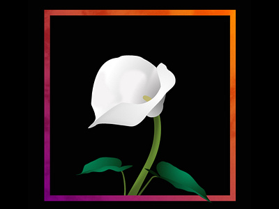 Calla Lily aftereffects calla lily design flower illustration lillies san francisco vector