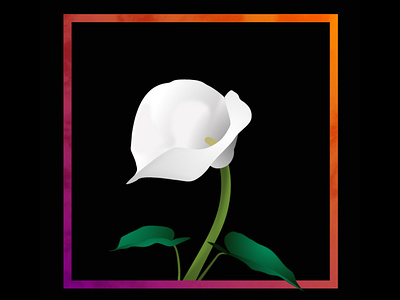 Calla Lily