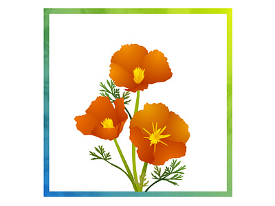 California Poppy aftereffects california design flower illustration poppy san francisco vector