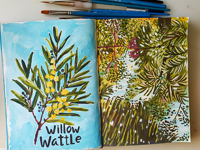 Willow Wattle art drawing flower gouache hand drawn illustration nature painting plant