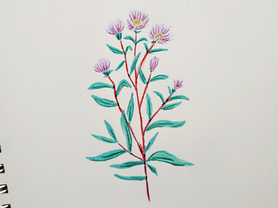 Asters asters drawing flowers gouache hand drawn illustration