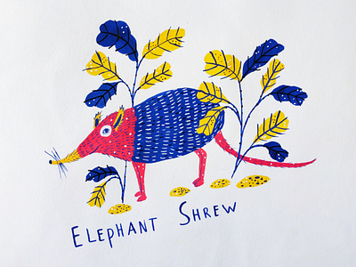 Elephant Shrew alphabet animals art drawing gouache hand drawn illustration nature