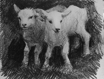 Lambs animal animals art artwork lambs lamp pencil pencil art pencil drawing pencil sketch