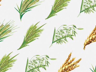 Wheat for packaging art branding corn crops ripen design grain graphic design heads droop illustration pack package packaging wheat
