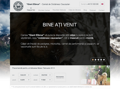 GIANT ELBRUS KENNEL / Website Design caucasian caucasian shepherd dog interface kennel ui usability ux web website