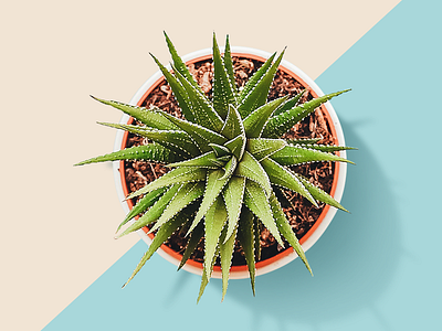 Haworthia Fasciata colors plant