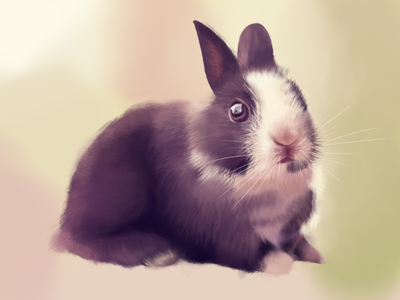 Rabbit drawing