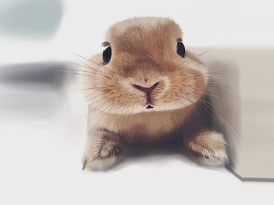 Rabbit drawing