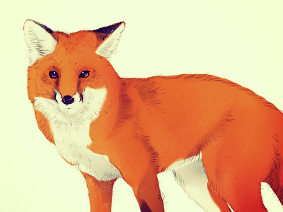 Fox art fox illustration line wip