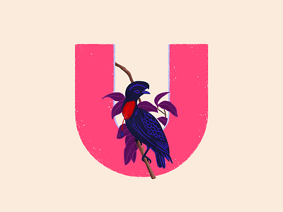 Umbrella Bird - 36 Days of Type 36daysoftype animals birb birds birds of prey cute design graphic design illustration italy jungle pantone photoshop travel tropical typogaphy umbrella visual