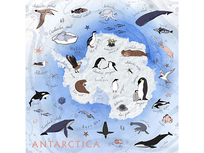 The Illustrated Map of Antarctica animals antarctic antarctica bird continent element fish hand drawn illustrated map ink map sea animal texture watercolour