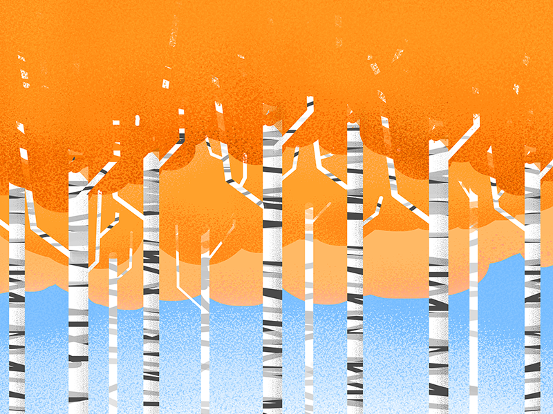 Organic Birch forest birch organic