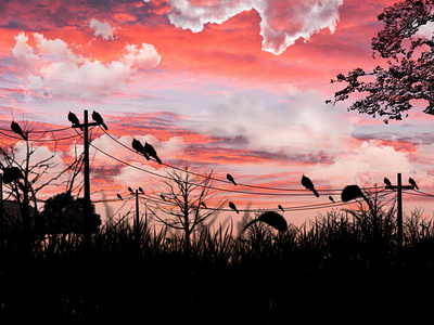 The Crow Get Together (landscape)