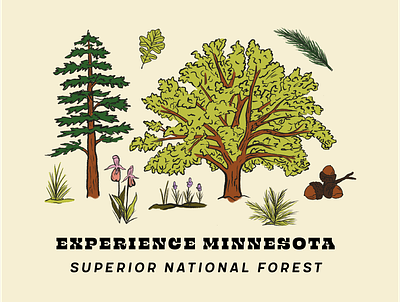 Experience Minnesota adventure art design drawing explore forest illustration leaf minnesota nature oak outdoors pine plants superior up north woods
