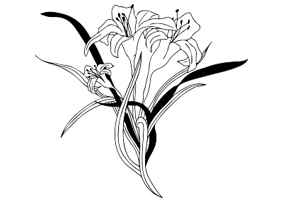 Lily botanical illustration illustration line art illustration procreate