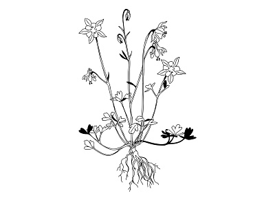 Columbine botanical illustration design illustration line art illustration procreate vector