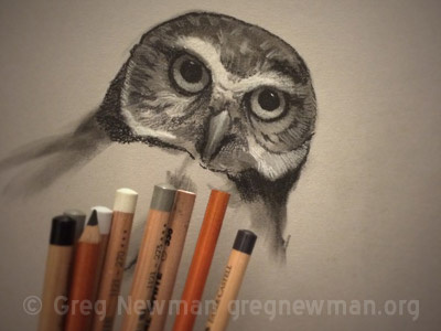 Owl Pastel Study bird birds charcoal drawing grey owl panpastel pastel study wildlife