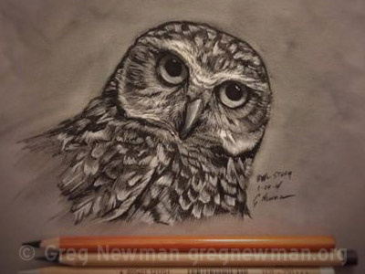 Pastel Owl Study bird art birds charcoal drawing feathers owl panpastel pastel study wildlife