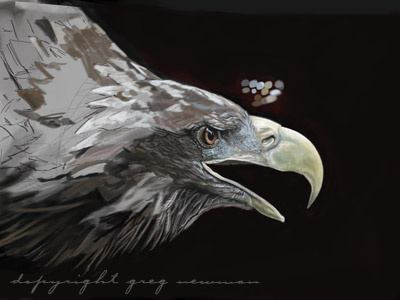 Eagle Progress 02 eagle illustration painting photoshop wildlife