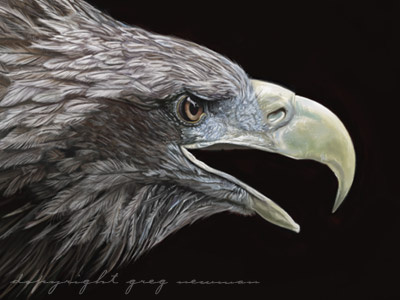 Juvenile In Flight art birds eagle illustration painter11 painting photoshop wildlife