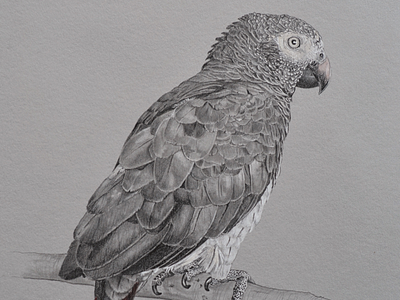 African Gray Commission