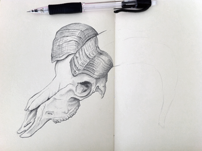 Ram drawing graphite grey pencil raw sketch