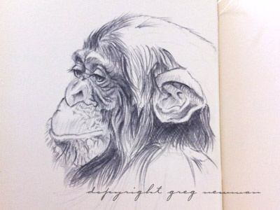 Monkey chimp doodle graphite grey monkey pencil sketch
