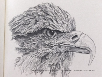 Eagle Study black drawing eagle graphite grey pencil sketch