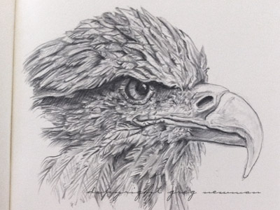 Eagle Study by Greg Newman on Dribbble