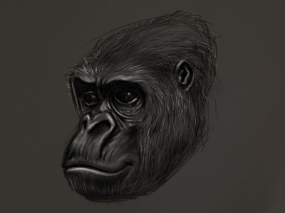 Gorilla Head 2 Drawing