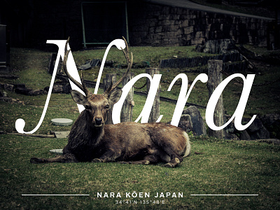 Oh, deer. design japan minimal photography