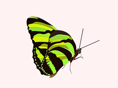 Mariposa 3 illustration logo vector