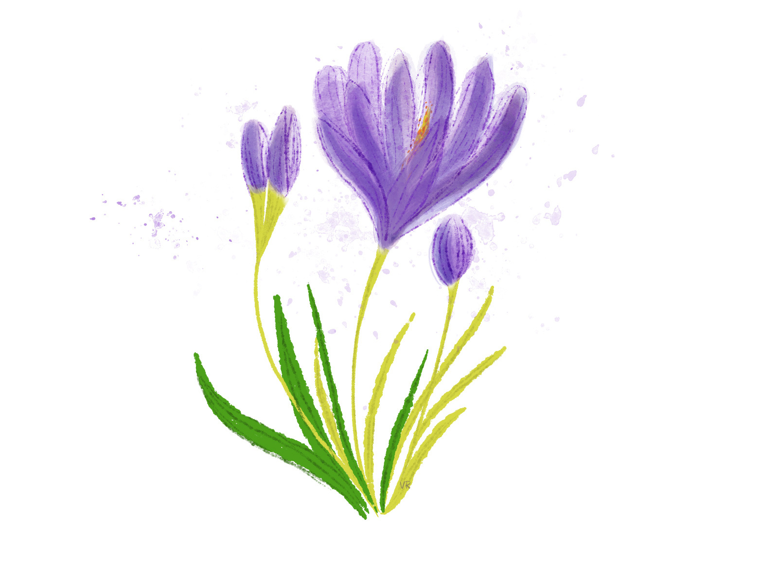 Watercolour purple crocus flower. Botanical digital illustration by