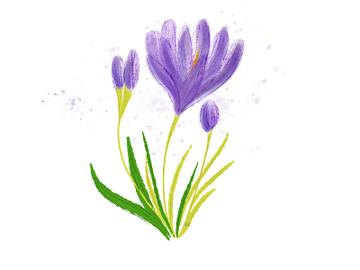 Watercolour purple crocus flower. Botanical digital illustration