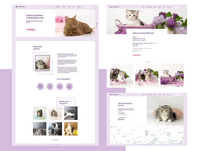 Cattery of British and Scottish cats website cats cattery design minimal ui ux web webdesign wix