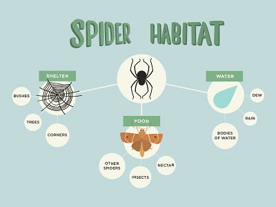 Spider Habitat bugs diagram illustration insect kids moth rain spider spider web vector water web