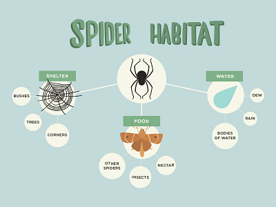 Spider Habitat