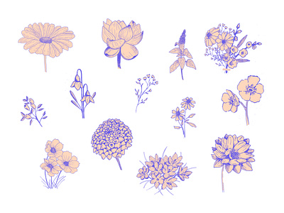 Inky botanicals botanical floral flowers illustration inky micron pen vector