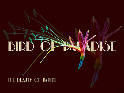 Bird of paradise cover art design web