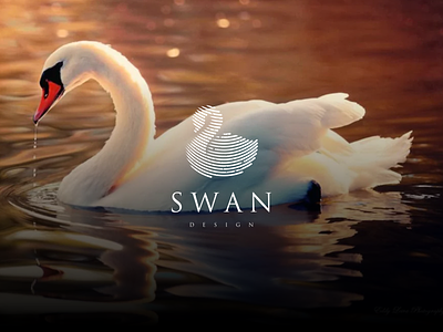 Swan Line Art branding design graphic design icon illustration swan line art swan logo typography vector