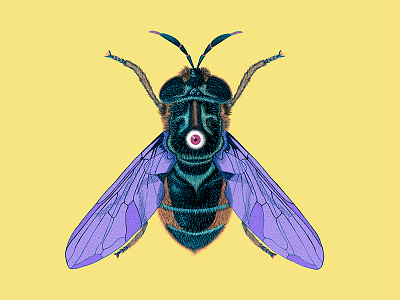 Bugged Eye Fly colors details illustration textures