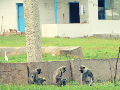 Three wise monkeys