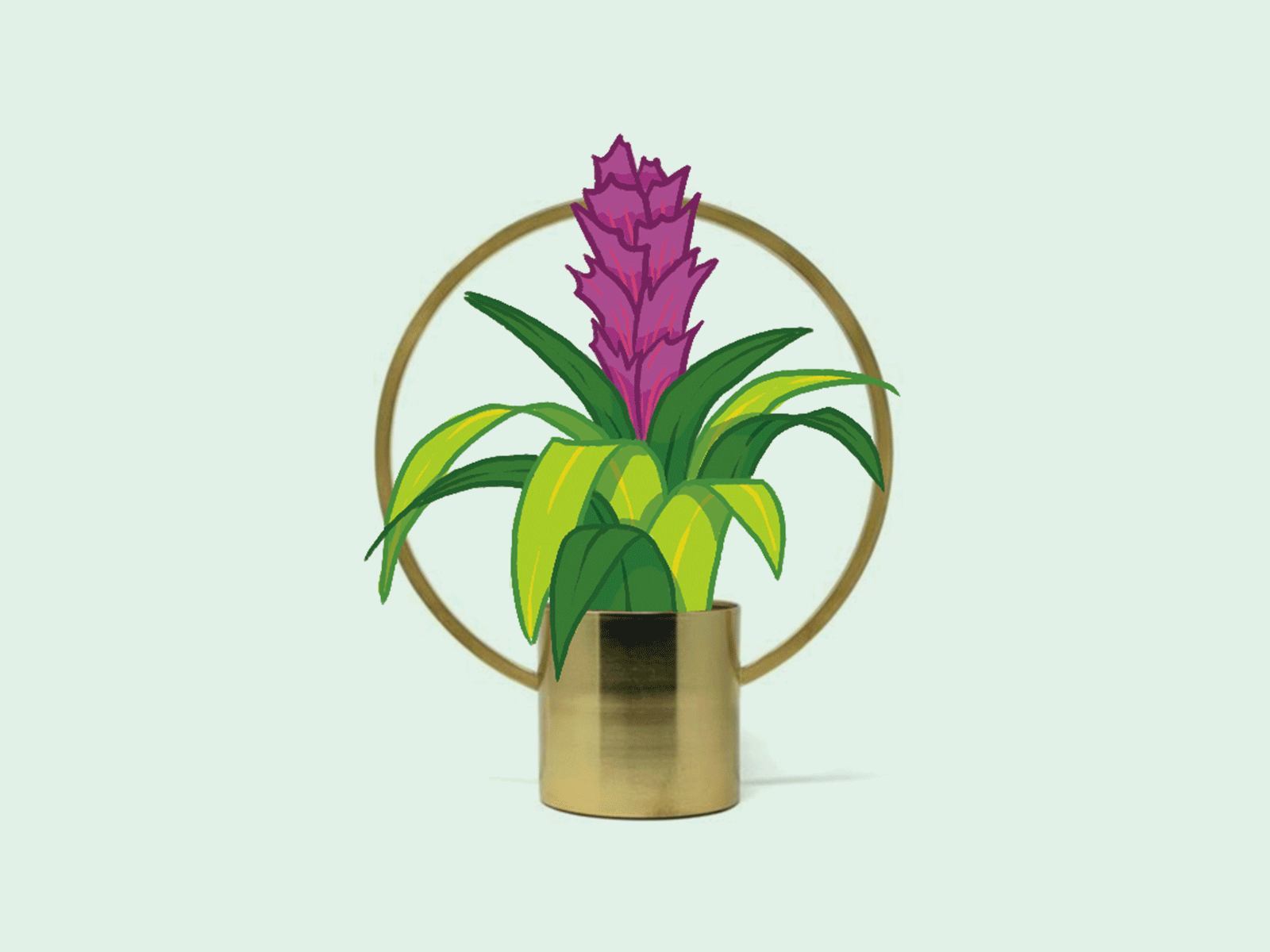 Alberta Motor Association Monthly Insider: Plants! bromeliad plant ceramics illustration plants snake plant zz plant