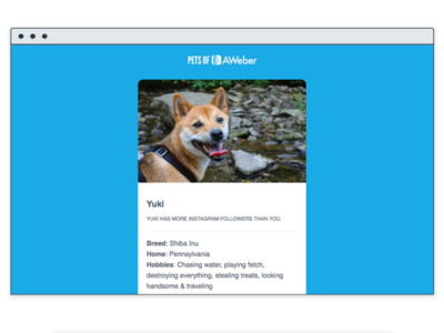 Max - Email Template dogs email email design newsletter responsive email