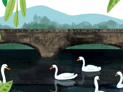 Pond of Swans illustration texture birds nature north carolina montreat pond swan