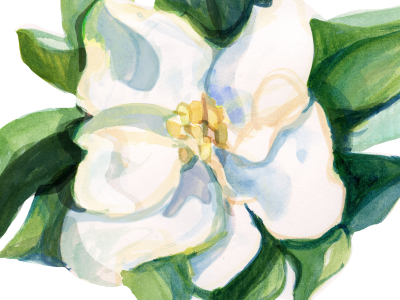 magnolia bloom illustration magnolia photoshop summer watercolor