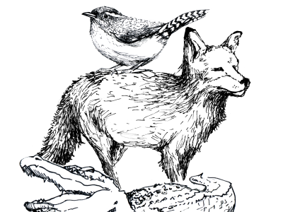 native animals aigasc carolina fox gator illustration wren